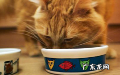 猫咪一直不吃东西,三四天了 猫咪三四天不吃东西会不会死