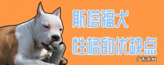 斯塔福犬为啥养的都后悔 斯塔福犬性格的优缺点