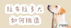 如何挑选拉布拉多犬?只需7步骤! 拉布拉多犬如何挑选