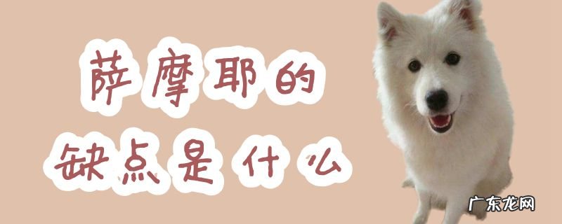 萨摩耶好养吗?优缺点有哪些 萨摩耶的缺点是什么