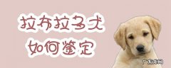 怎么看狗是不是拉布拉多 拉布拉多犬如何鉴定