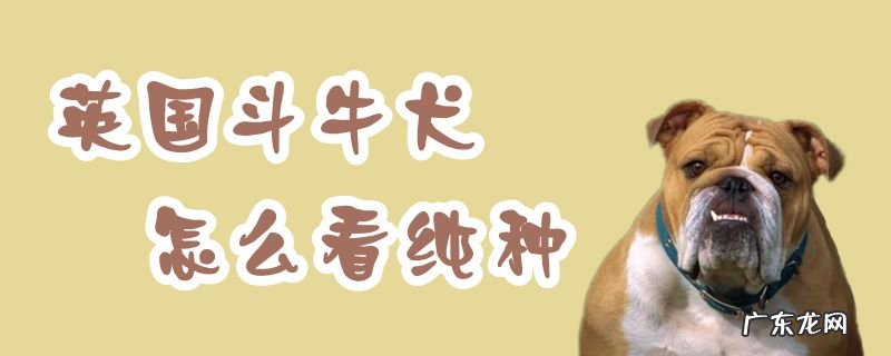 英国斗牛犬幼犬 英国斗牛犬怎么看纯种