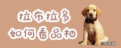 拉布拉多怎么看品相 拉布拉多如何看品相