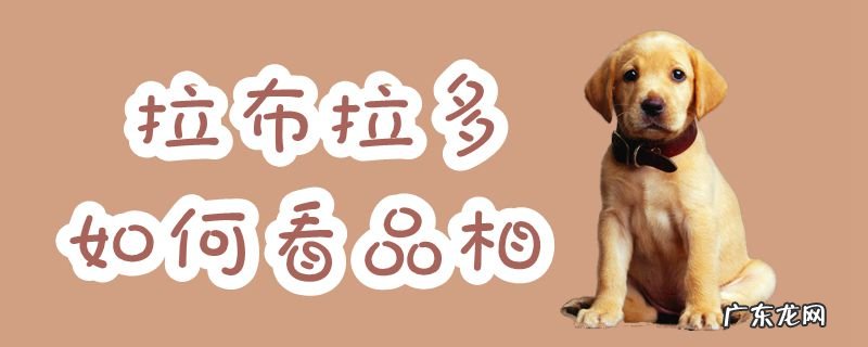 拉布拉多怎么看品相 拉布拉多如何看品相