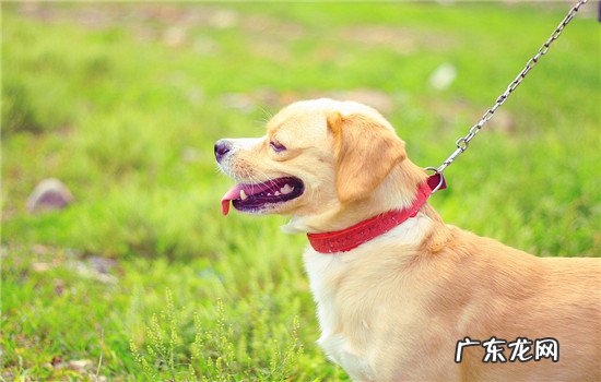 狗狗多大年龄绝经 母狗什么时候绝经