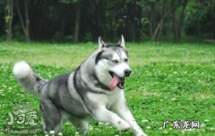 新手养哈士奇好养吗 第一次养哈士奇怎么养