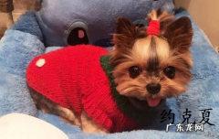 跟雪纳瑞很像的狗叫啥 有点像雪纳瑞的狗是什么