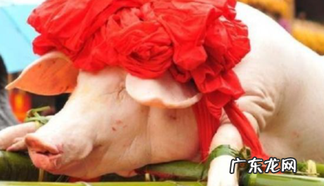 2020年杀猪吉日 过年杀猪一般什么日子2022
