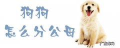 狗狗怎么分公母图片 狗狗怎么分公母