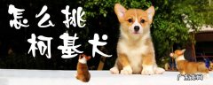 柯基犬怎么选择品相 怎么挑柯基犬