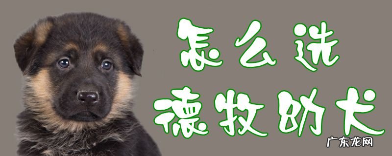 德牧幼犬喂养 怎么选德牧幼犬