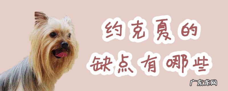 约克夏好养吗?优缺点有哪些 约克夏的缺点有哪些