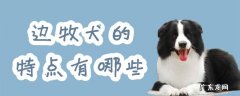 边牧犬外貌特点 边牧犬的特点有哪些