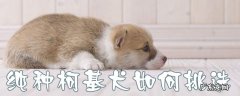 柯基犬如何看纯种 纯种柯基犬如何挑选
