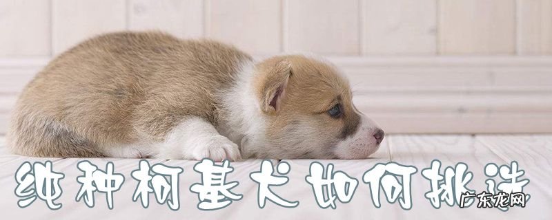 柯基犬如何看纯种 纯种柯基犬如何挑选