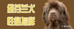 纽芬兰犬幼犬特征 纽芬兰犬性格怎样