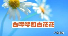 白哗哗和白花花的区别