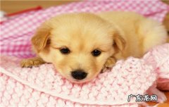 新生幼犬一直张嘴喘气僵硬 新生幼犬一直张嘴喘气