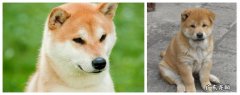 土柴犬和柴犬的区别 柴犬和小黄土狗的区别