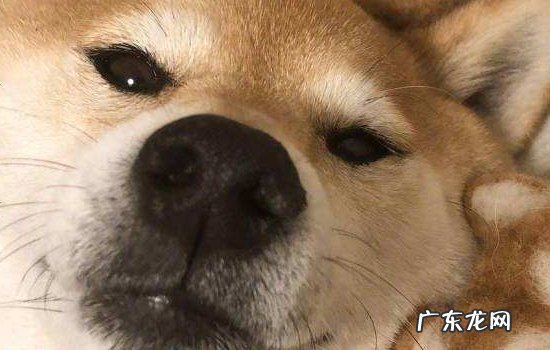 柴犬脾气暴躁 柴犬脾气为什么那么大