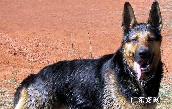 中国昆明犬黑背 标准黑背昆明犬