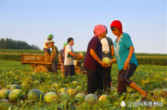 种瓜是什么季节