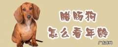 腊肠犬几个月成年 腊肠狗怎么看年龄