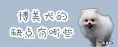 博美犬的优缺点及性格 博美犬的缺点有哪些