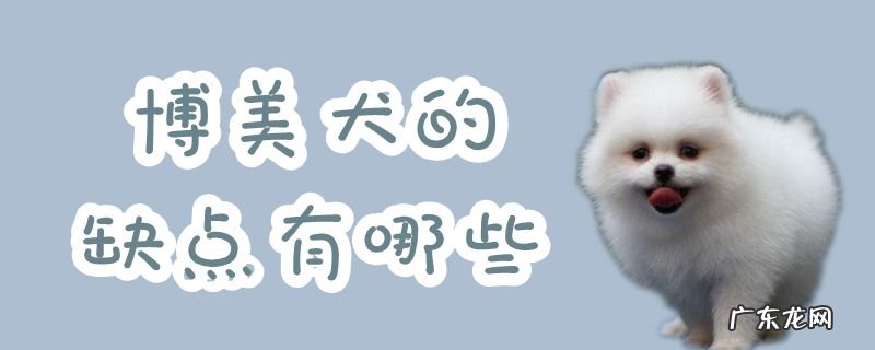 博美犬的优缺点及性格 博美犬的缺点有哪些