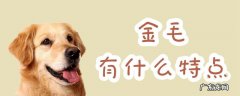 金毛有什么特点有什么缺点 金毛有什么特点