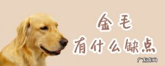 金毛有哪些缺点 金毛有什么缺点