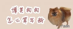 博美犬年龄对照表 博美狗狗怎么算年龄