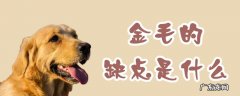 金毛有什么特点有什么缺点 金毛的缺点是什么