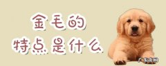 金毛的特点和性格 金毛的特点是什么