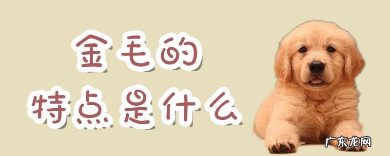 金毛的特点和性格 金毛的特点是什么