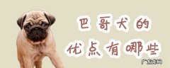 巴哥犬特征 巴哥犬的优点有哪些