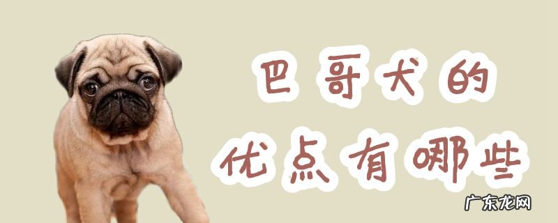 巴哥犬特征 巴哥犬的优点有哪些