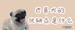 巴哥犬怎么样 巴哥犬的优缺点是什么