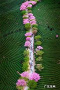 福建樱花茶园在哪里