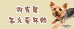 约克夏怎样看年龄多大 约克夏怎么看年龄