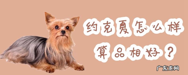 怎么挑选约克夏 约克夏怎么样算品相好