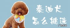 泰迪幼犬怎么选 泰迪犬怎么挑选
