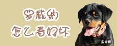 罗威纳厉害吗 罗威纳怎么看好坏