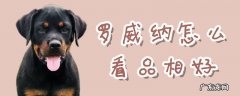 罗威纳幼犬怎么看品相特征 罗威纳怎么看品相好