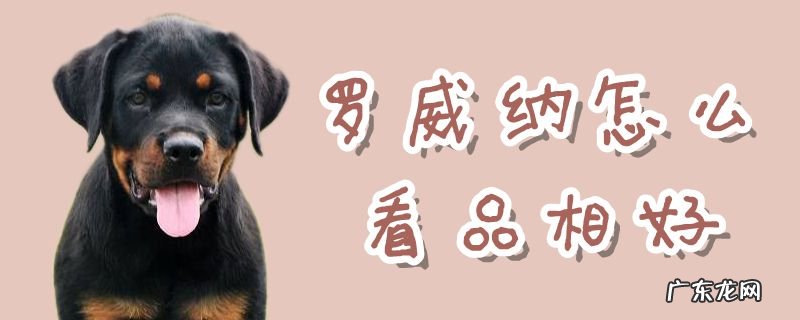 罗威纳幼犬怎么看品相特征 罗威纳怎么看品相好