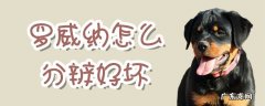 两个月的罗威纳怎么看品相好 罗威纳怎么分辨好坏