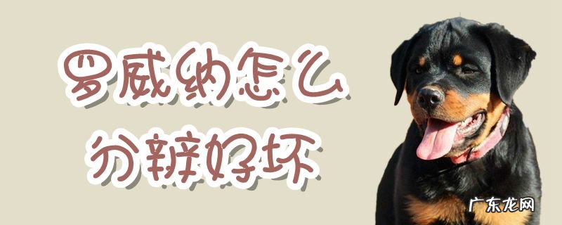 两个月的罗威纳怎么看品相好 罗威纳怎么分辨好坏