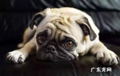 狗狗不出笼子怎么回事 狗不进笼子怎么办