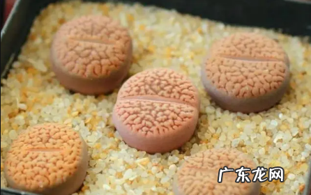 玉露烂根怎么处理方法 露美玉烂根了还有救吗