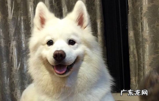 狗狗体外驱虫过量怎么办 狗驱虫药过量处理方法